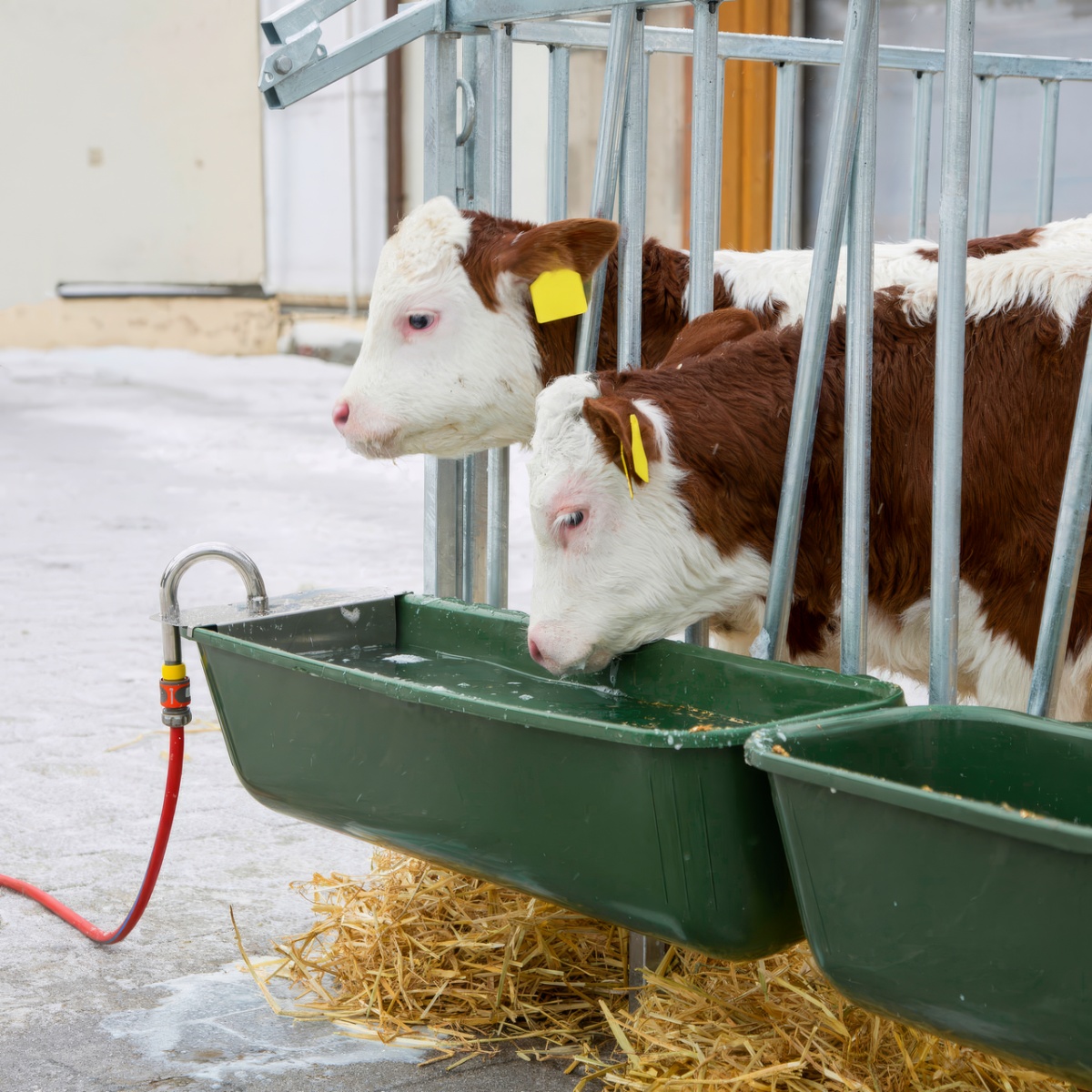 Adăpătoare pentru bovine, cu plutitor și racord de furtun, 42 litri